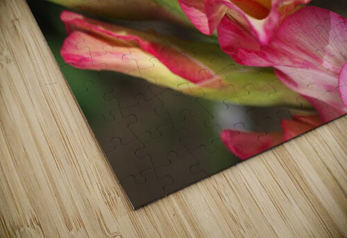 Gladiolus Display Joy Watson puzzle