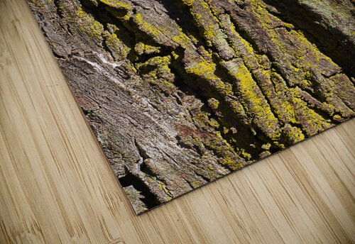 Moss Art Eucalyptus Bark  Joy Watson puzzle
