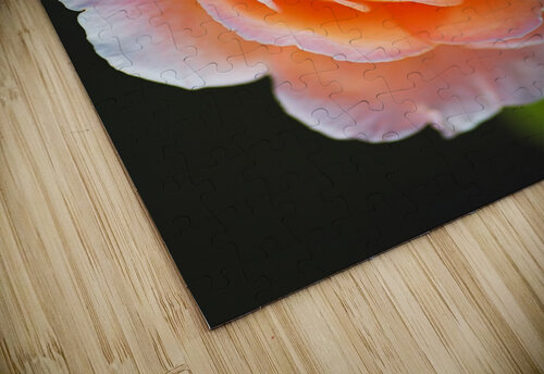 Bold Orange Rose Joy Watson puzzle