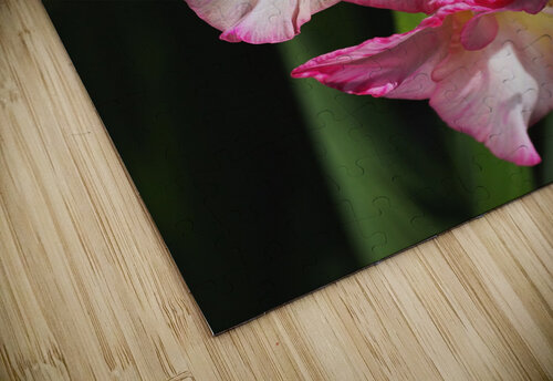 Gladiolus Seeing Double  Joy Watson puzzle