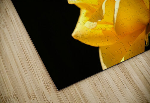Rose Glowing Yellow Joy Watson puzzle