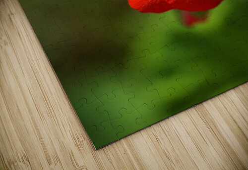Geranium Red and White  Joy Watson puzzle