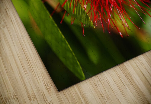 Bottlebrush Flower Red Joy Watson puzzle