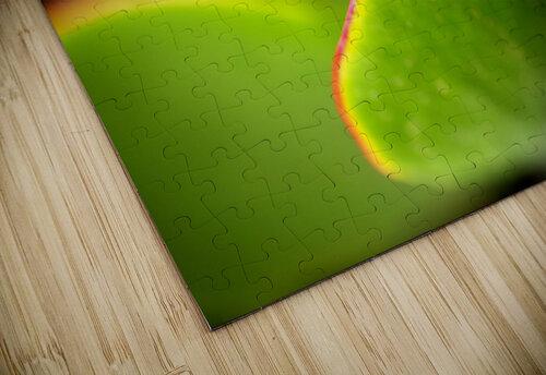 Bright Succulent World Joy Watson puzzle