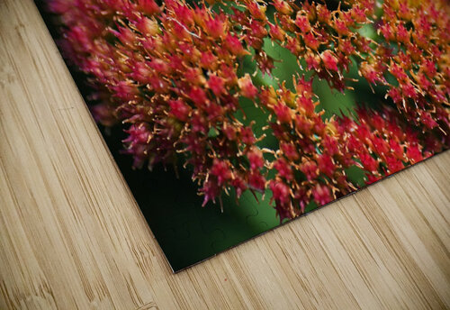 Sedum Plant Joy Watson puzzle