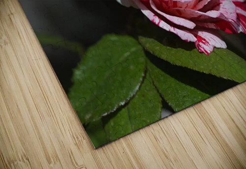 Scentimental Rose  Joy Watson puzzle