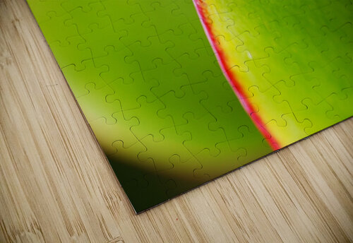Succulent Leaves Joy Watson puzzle