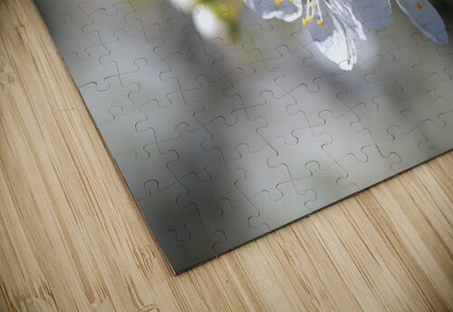 Spring White Blossom Joy Watson puzzle