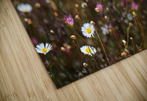 Daisy Dance Joy Watson puzzle