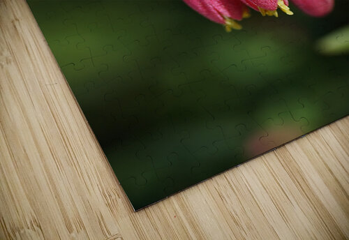 Fuchsia Dusky Bells Joy Watson puzzle