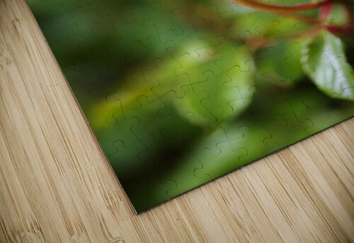 Many Rose Buds Joy Watson puzzle