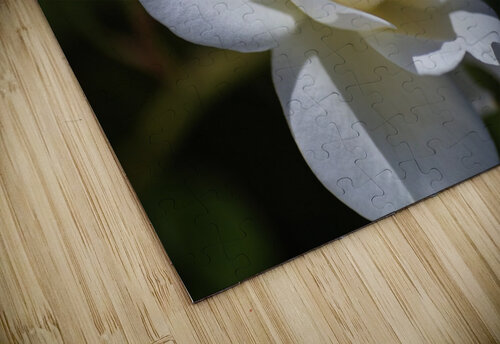 Rose Lush White Joy Watson puzzle