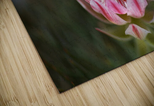 Small And Pink Protea Joy Watson puzzle