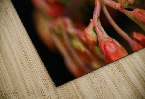 Pigs Ear Cactus Joy Watson puzzle