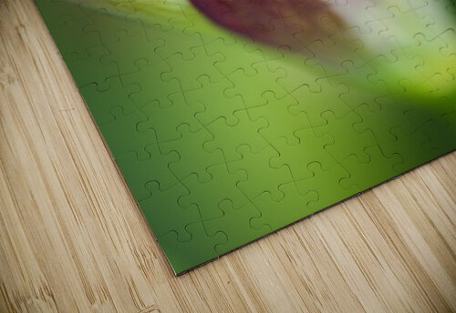 Purple Iris The Stem Joy Watson puzzle