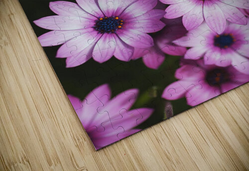 Cape Daisy Display Joy Watson puzzle