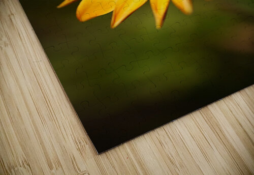 The African Daisy  Joy Watson puzzle