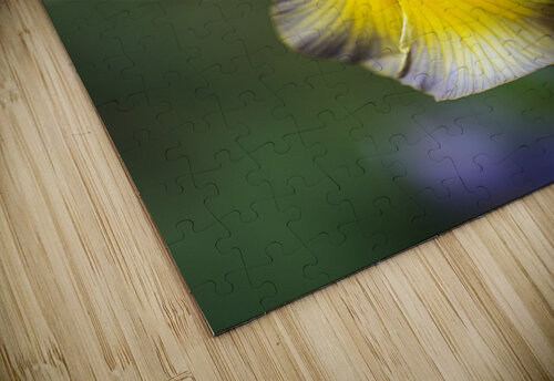 The Dancing Iris Joy Watson puzzle