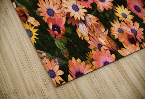 African Daisy Rich Joy Watson puzzle