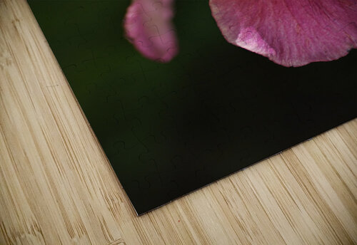 Bearded Iris Medium Pink Flower Joy Watson puzzle