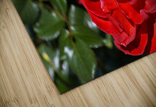 The Two Red Roses Joy Watson puzzle