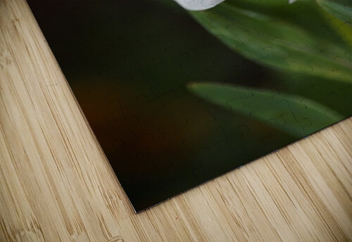 Full White Tulip Joy Watson puzzle