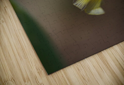 Iris Face Petals Joy Watson puzzle