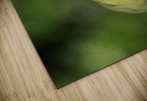 Opening Agapanthus  Joy Watson puzzle