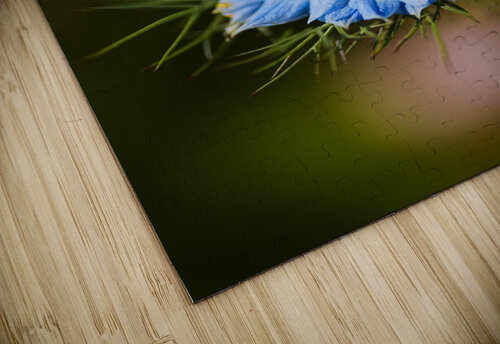 Nigella Flower Joy Watson puzzle