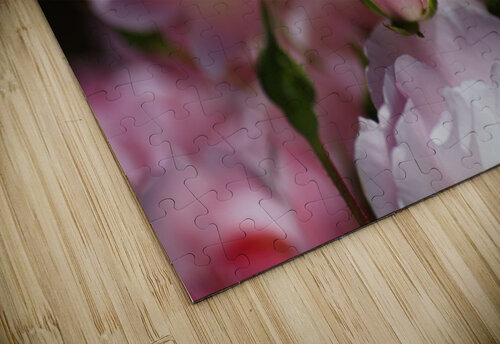 Rose Bud Is Resting  Joy Watson puzzle