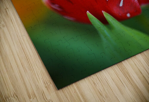 Red and White Tulip In Flower  Joy Watson puzzle