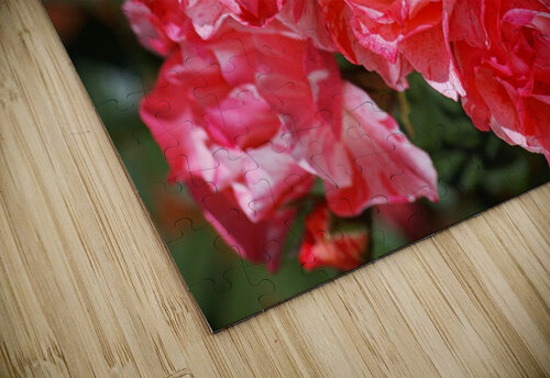 Grimaldi Rose Red Variegated  Joy Watson puzzle