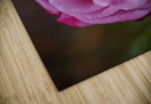 Angel Face Rose Bloom  Joy Watson puzzle