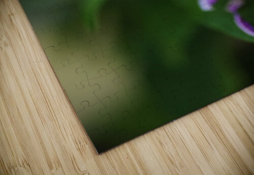 Corkscrew Vine Flower Summer Joy Watson puzzle