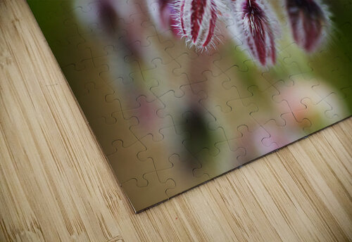 Starflower Buds  Joy Watson puzzle