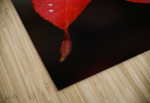 Red Leaf Autumn Joy Watson puzzle