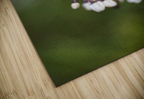 Potato Vine Flowering Joy Watson puzzle