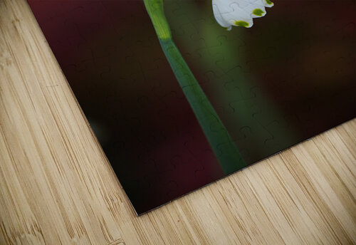Snowdrop Flowers Seeing Double Joy Watson puzzle