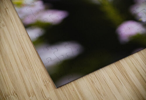 Diosma Flower Pink Joy Watson puzzle