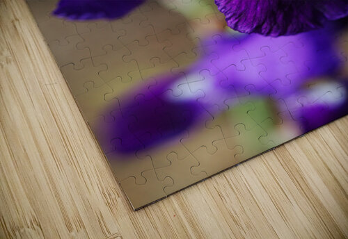 Purple Bearded Iris Sing Joy Watson puzzle