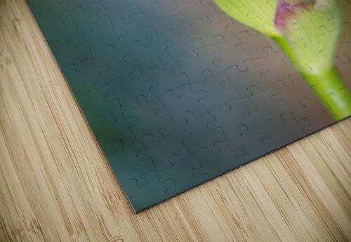 Iris Bud Belly Full  Joy Watson puzzle