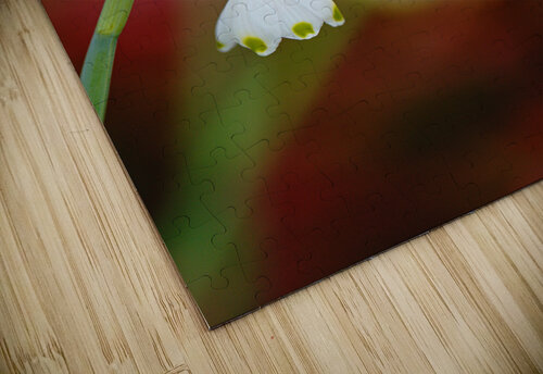 Snowdrop Flowers Echo Spring Joy Watson puzzle