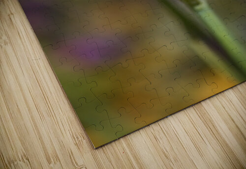 Iris Buds Have Double Act Joy Watson puzzle