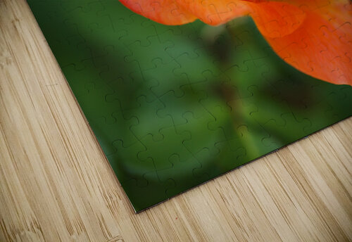 Bright Orange Rose  Joy Watson puzzle