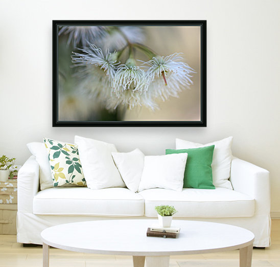 White Eucalyptus Flowers Reproduction