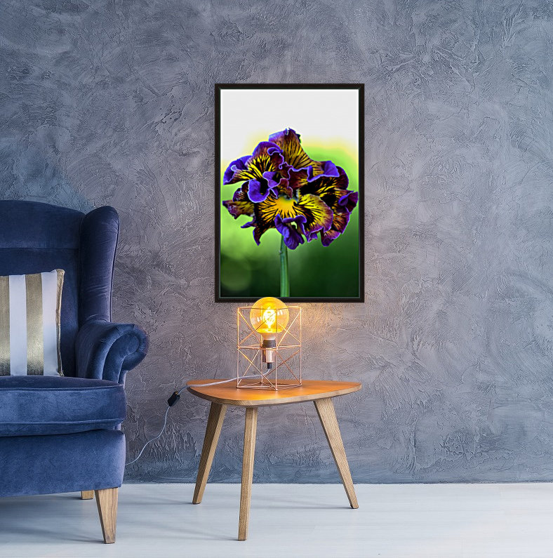 Lacy Pansy Reproduction