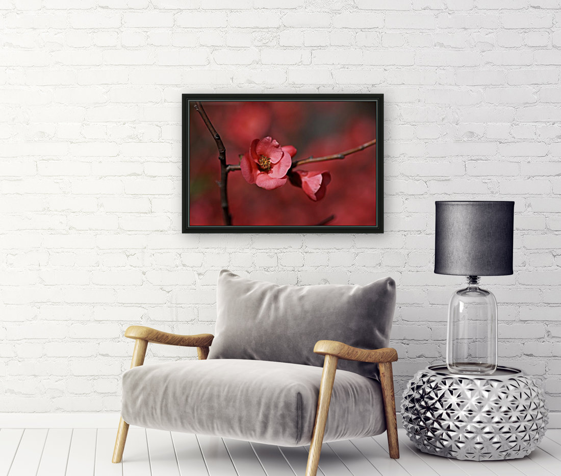 Flowering Quince Reproduction