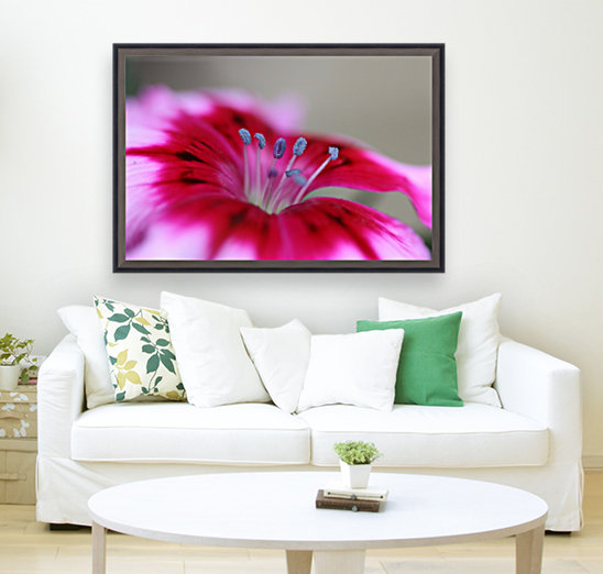 Dianthus Flower Reproduction