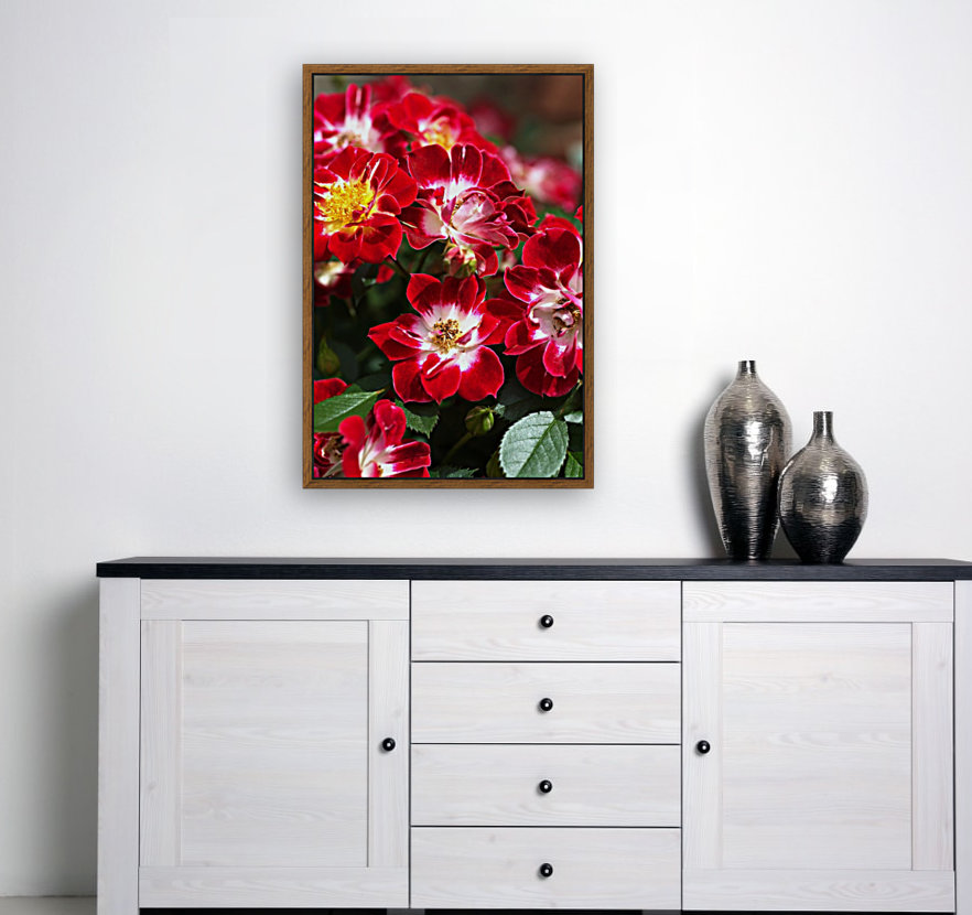 Carpet Roses Reproduction