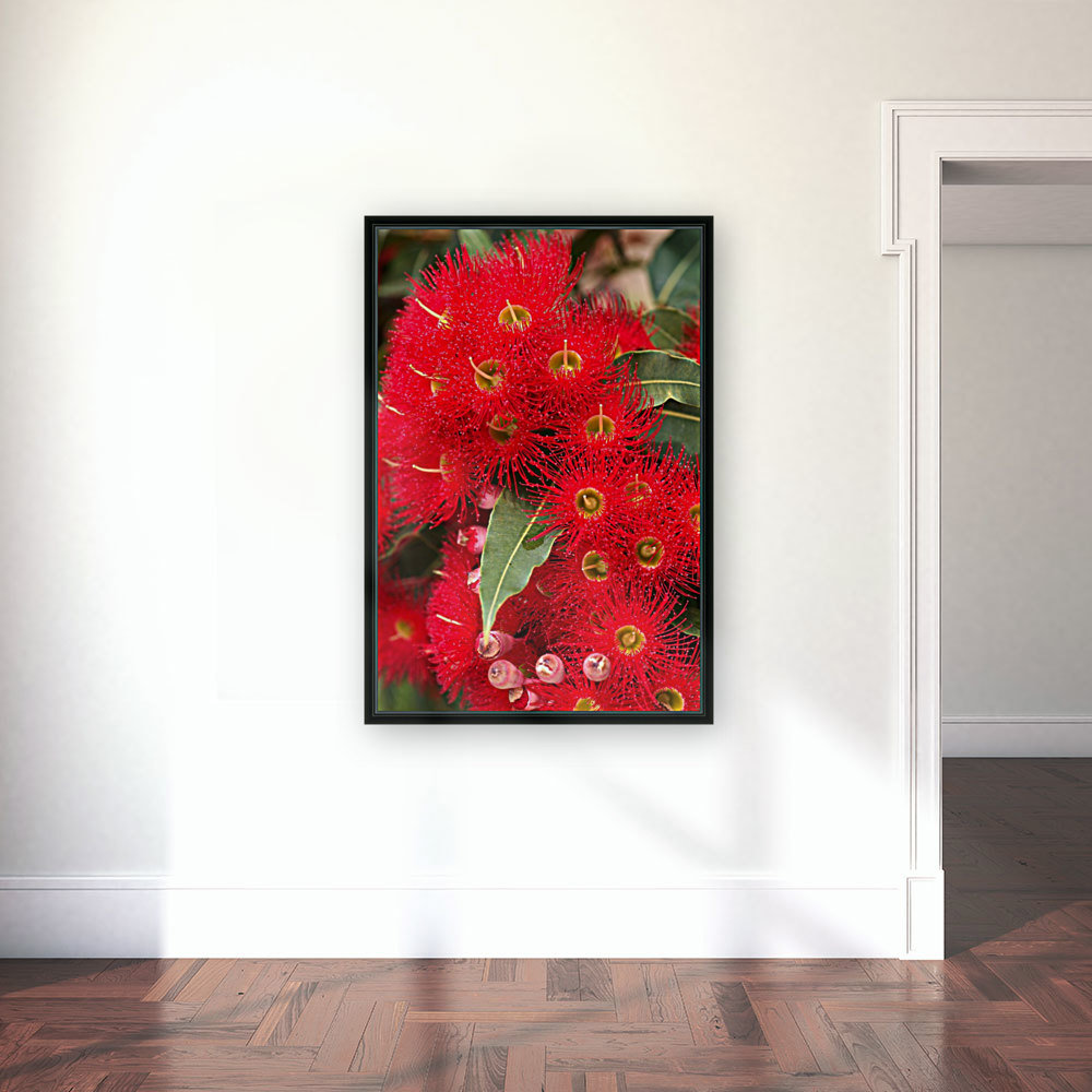 Red Eucalyptus Flowers Reproduction